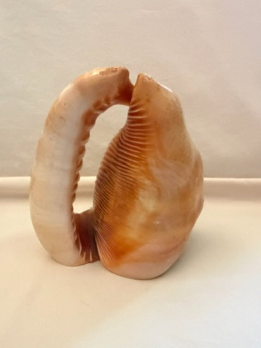 Vintage Seashell Art - Picture 3 of 7